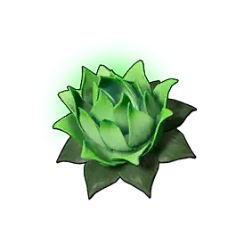 Can Lotusu (K)